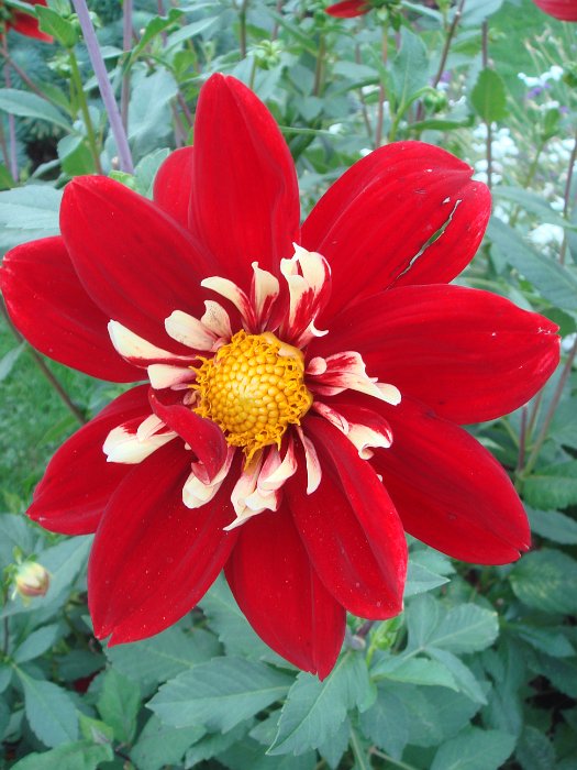 Dahlia x 'Eos' fleur